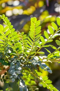 Sophora microphylla 'Sun King' - 50-60 CM C10 - image 2