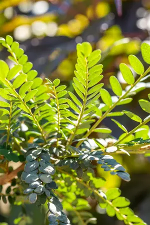 Sophora microphylla 'Sun King' - 60-80 CM C3 - image 2