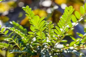Sophora microphylla 'Sun King' - 50-60 CM C10 - image 1