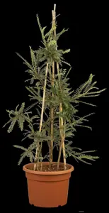 Sophora microphylla 'Sun King' - 50-60 CM C10 - image 3
