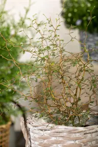 Sophora prostrata 'Little Baby' - 2.5 Ltr pot - image 4