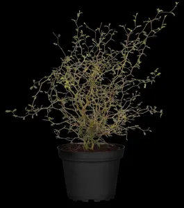 Sophora prostrata 'Little Baby' - 2.5 Ltr pot - image 3