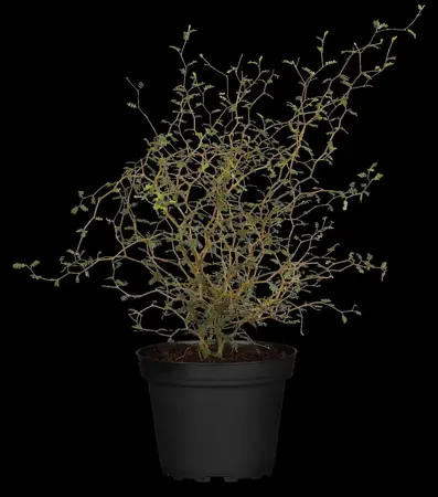 Sophora prostrata 'Little Baby' - P9 - image 3