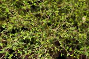 Sophora prostrata 'Little Baby'