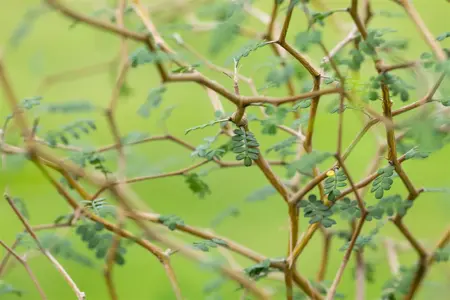 Sophora prostrata 'Little Baby' - 2.5 Ltr pot - image 2