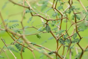 Sophora prostrata 'Little Baby' - 2.5 Ltr pot - image 2