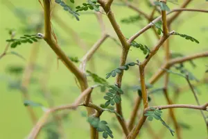 Sophora prostrata 'Little Baby' - 2.5 Ltr pot - image 5
