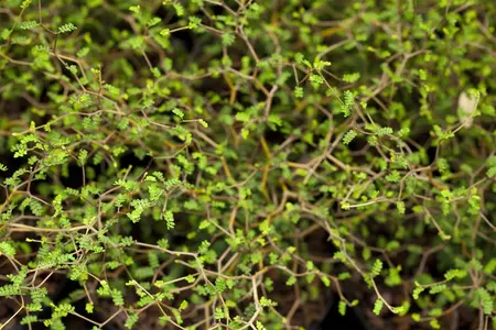 Sophora prostrata 'Little Baby' - 30-40 CM C3 - image 1