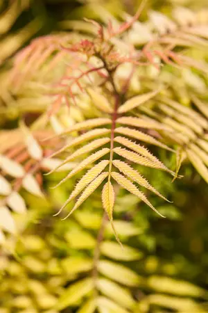 Sorbaria sorbifolia - 80-100 CM C7.5 - image 5