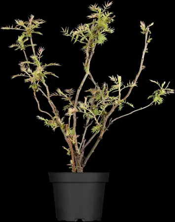 Sorbaria sorbifolia - 120-140 CM C65 - image 3