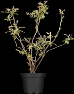Sorbaria sorbifolia - 120-140 CM C65 - image 3