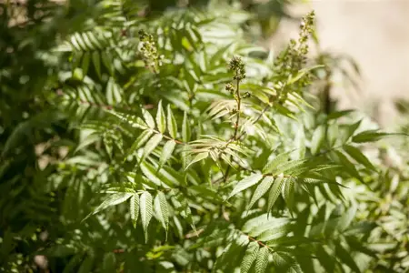 Sorbaria sorbifolia - 120-140 CM C65 - image 1