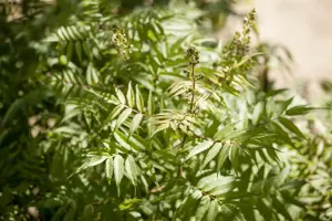 Sorbaria sorbifolia
