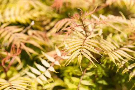 Sorbaria sorbifolia - 80-100 CM C7.5 - image 4