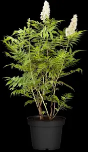 Sorbaria sorbifolia - 120-140 CM C65 - image 4