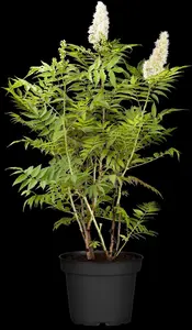 Sorbaria sorbifolia - 60-80 CM C10 - image 4