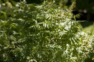 Sorbaria sorbifolia 'Magical Cherry on Top'