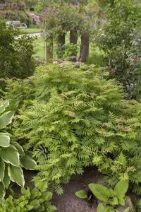 Sorbaria sorbifolia 'Sem' - 2 Ltr pot - image 2