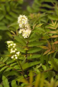 Sorbaria sorbifolia 'Sem' - 2 Ltr pot - image 4