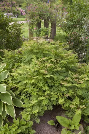 Sorbaria sorbifolia 'Sem' - 30-40 CM C10 - image 2