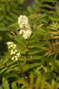 Sorbaria sorbifolia 'Sem' - 25-30 CM C3 - image 4