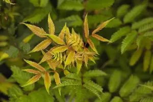 Sorbaria sorbifolia 'Sem' - 2 Ltr pot - image 3