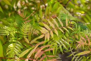 Sorbaria sorbifolia 'Sem' - 2 Ltr pot - image 5