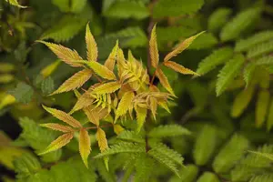 Sorbaria sorbifolia 'Sem' - 40-60 CM C3 - image 2
