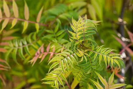 Sorbaria sorbifolia 'Sem' - 40-60 CM C3 - image 5