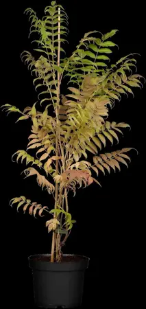 Sorbaria sorbifolia 'Sem' - 2 Ltr pot - image 1