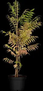 Sorbaria sorbifolia 'Sem' - 30-40 CM C10 - image 1
