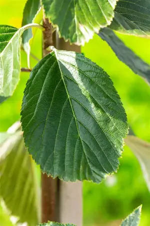 Sorbus aria 'Lutescens' - 150-175 CM C35 - image 2