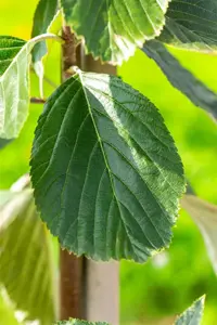 Sorbus aria 'Lutescens' - 150-175 CM C35 - image 2