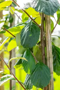 Sorbus aria 'Lutescens' - 150-175 CM C35 - image 5