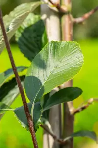 Sorbus aria 'Lutescens' - 150-175 CM C35 - image 3