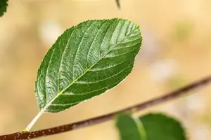 SORBUS Aria LUTESCENS