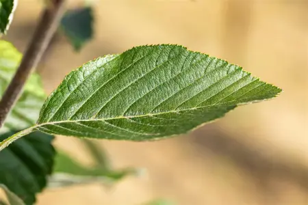 SORBUS Aria LUTESCENS 10L - image 4