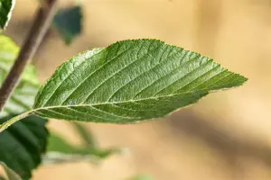 SORBUS Aria LUTESCENS 10L - image 4
