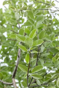 Sorbus aria 'Magnifica' - STDS 6-8 CM CONT - image 2