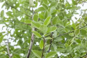 Sorbus aria 'Magnifica' - STDS 6-8 CM CONT - image 3