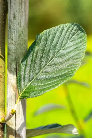 Sorbus aria 'Majestica' - STDS 6-8 CM CONT - image 2