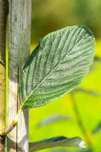 Sorbus aria 'Majestica' - STDS 6-8 CM CONT - image 2