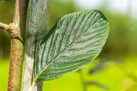 Sorbus aria 'Majestica' - STDS 6-8 CM CONT - image 1