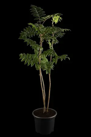 Sorbus auc. 'Dirkenii' - 40-50 CM C3 - image 1