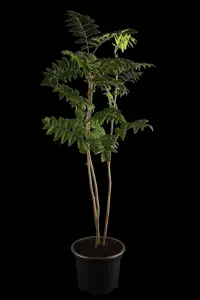 Sorbus auc. 'Dirkenii'