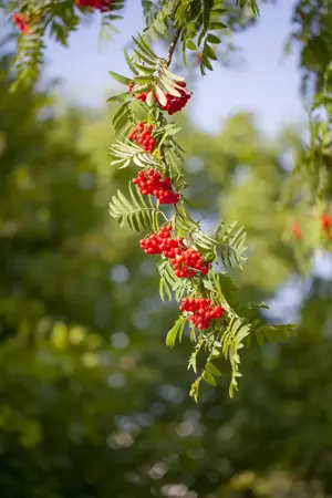 Sorbus auc. 'Dirkenii' - 40-50 CM C3 - image 4