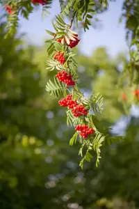 Sorbus auc. 'Dirkenii' - 40-50 CM C3 - image 4