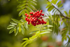 Sorbus auc. 'Dirkenii' - 40-50 CM C3 - image 3