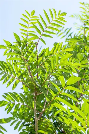 Sorbus auc. 'Edulis' - 175-200 CM C3 WHIP - image 5