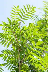 Sorbus auc. 'Edulis' - 175-200 CM C3 WHIP - image 5